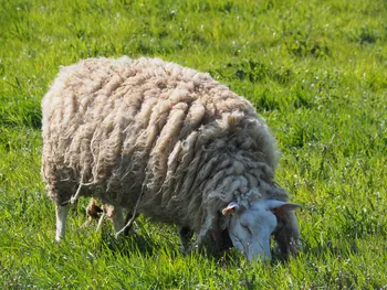 Kalkense Meersen (België)